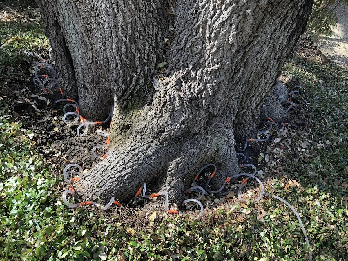 Detailed Tree Cabling and Bracing job site in Southwick