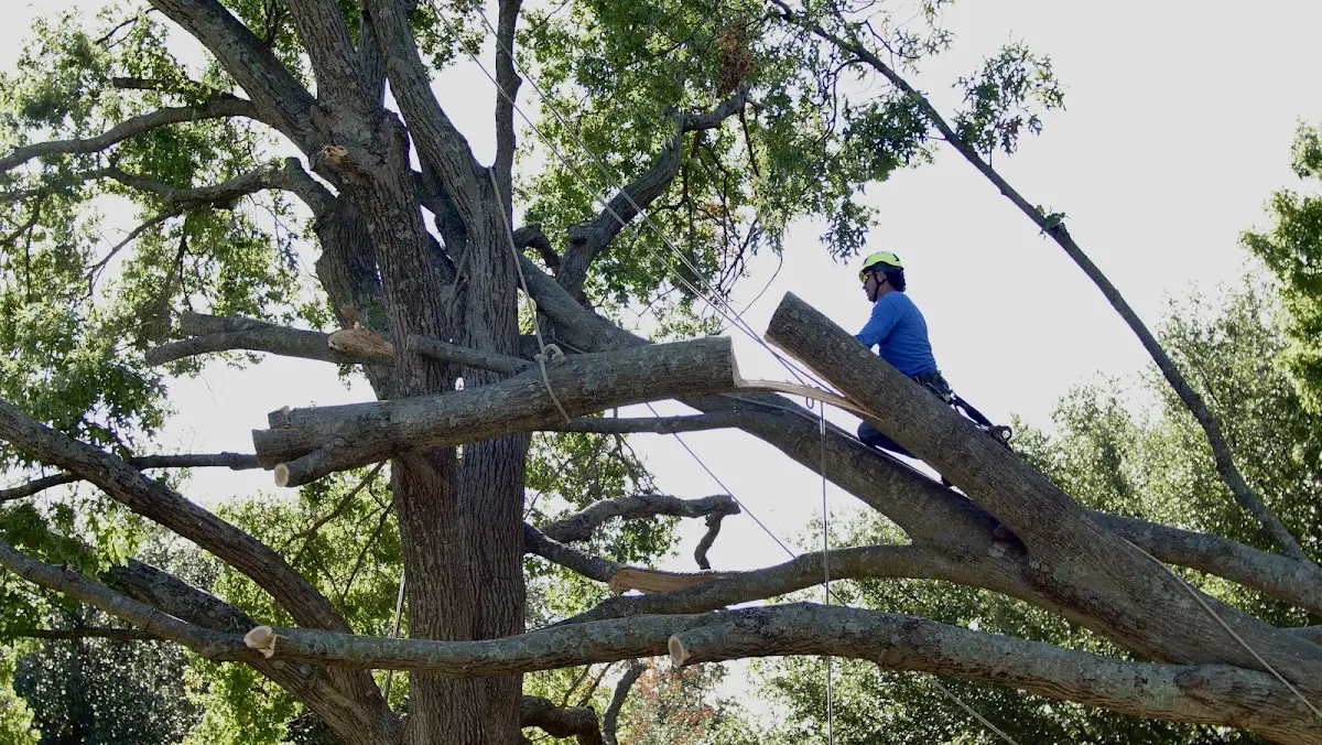 Professional Crown Thinning performed by certified arborists in Southwick