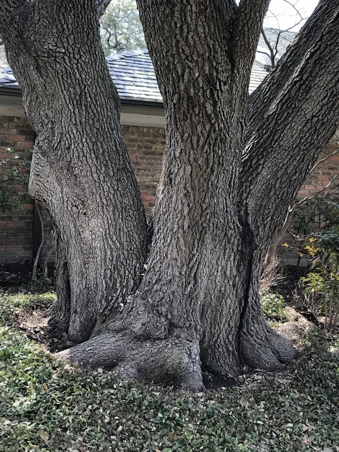 Mature heritage tree close to a Southwick property cared for by certified arborists
